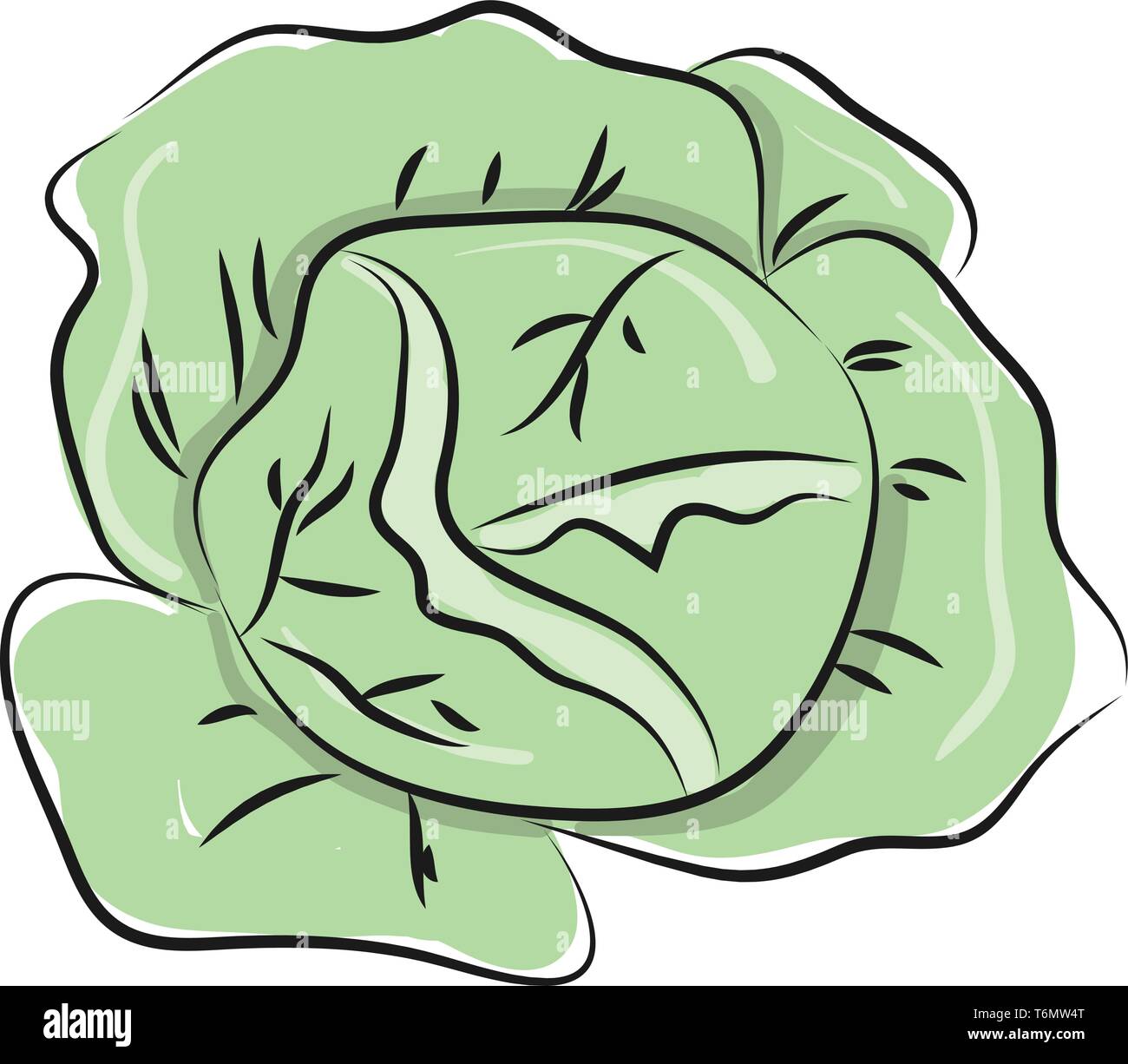 Cabbage ingredients Stock Vector Images Alamy
