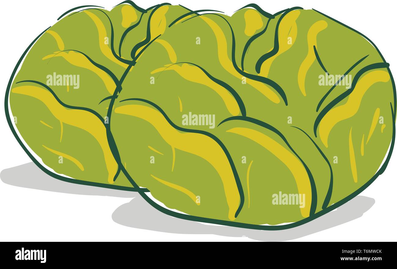 Couple of cabbages Stock Vector