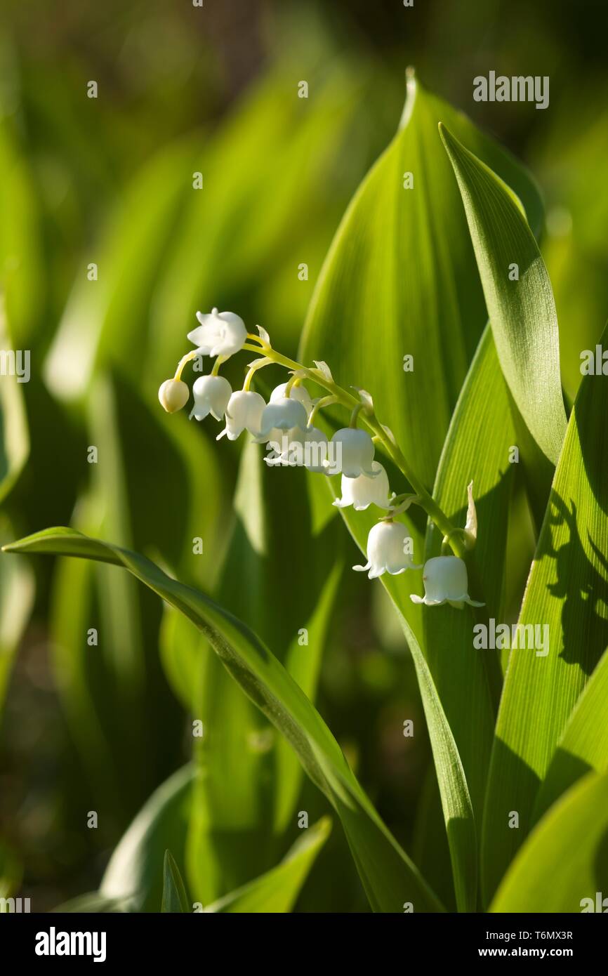 Lily valley blossom hi-res stock photography and images - Alamy