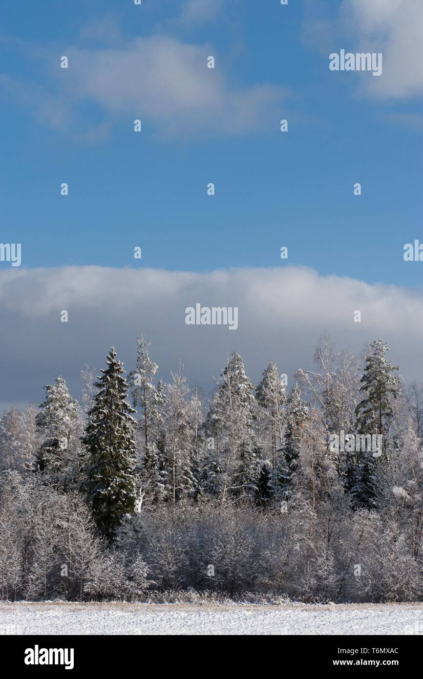 Snowy winter forest fir hi-res stock photography and images - Alamy