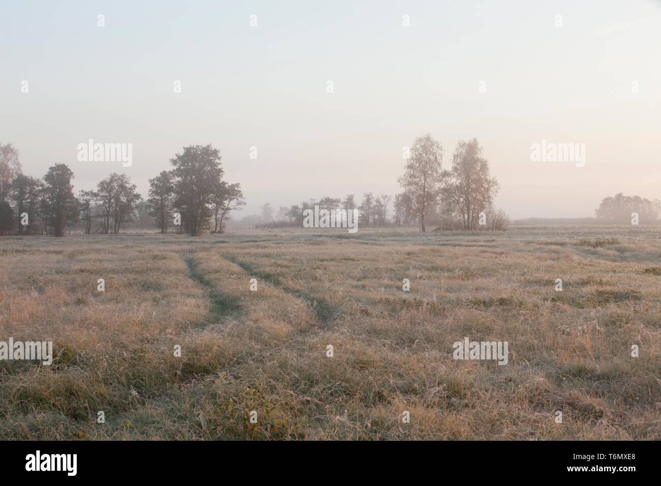 Field fog hi-res stock photography and images - Alamy