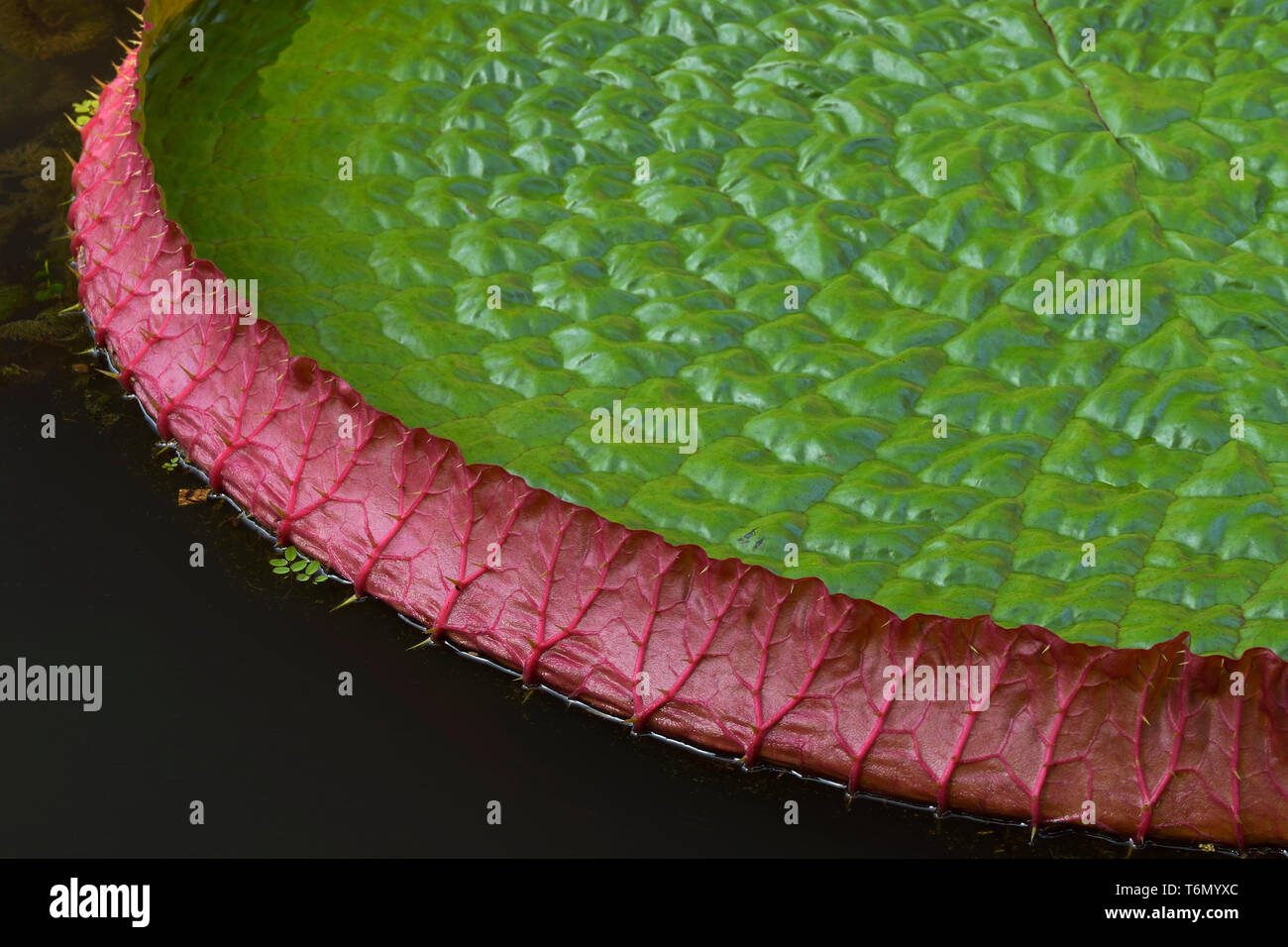 Close up of a giant lily pad at the Singapore Botanical Gardens. Stock Photo