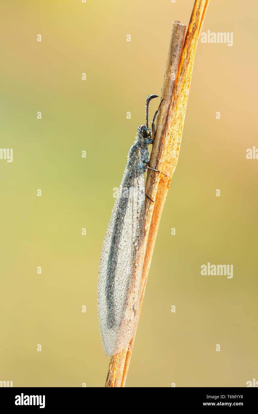 A dew-covered adult Antlion (Myrmeleon sp.) perches on its overnight roost in the early morning. Stock Photo