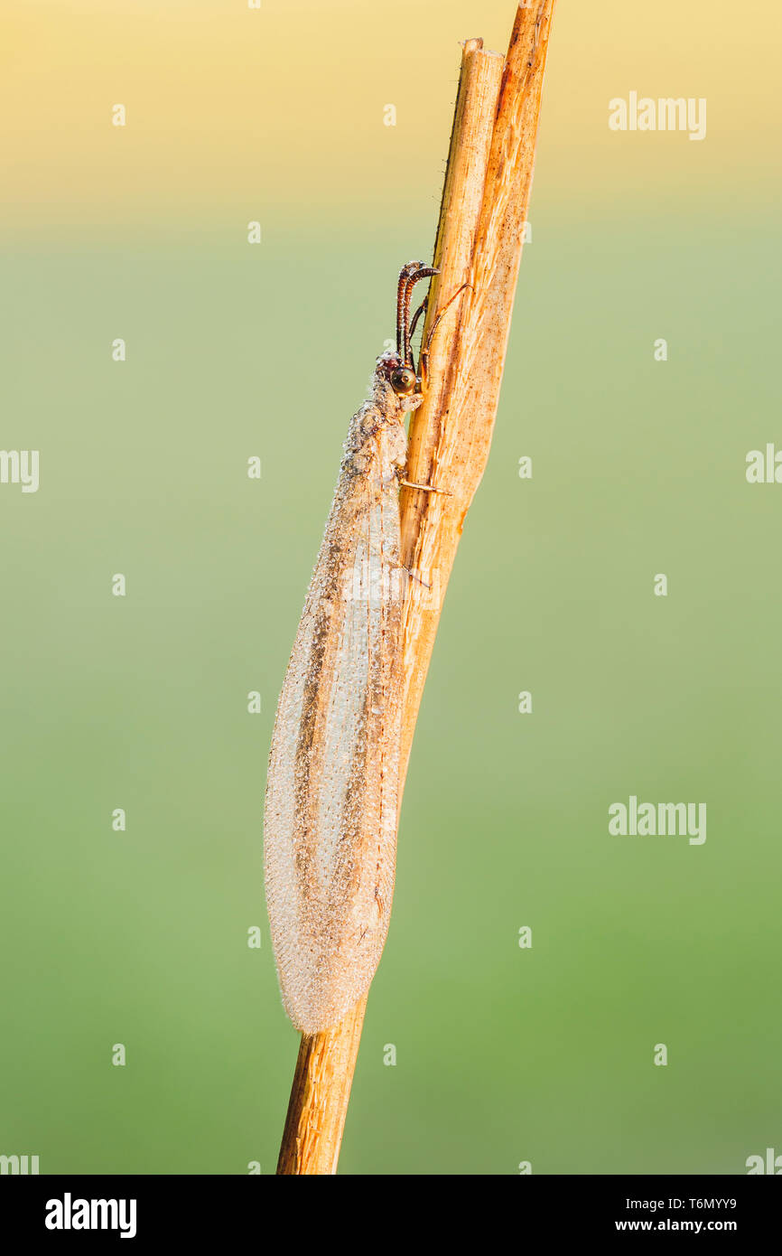 A dew-covered adult Antlion (Myrmeleon sp.) perches on its overnight roost in the early morning. Stock Photo