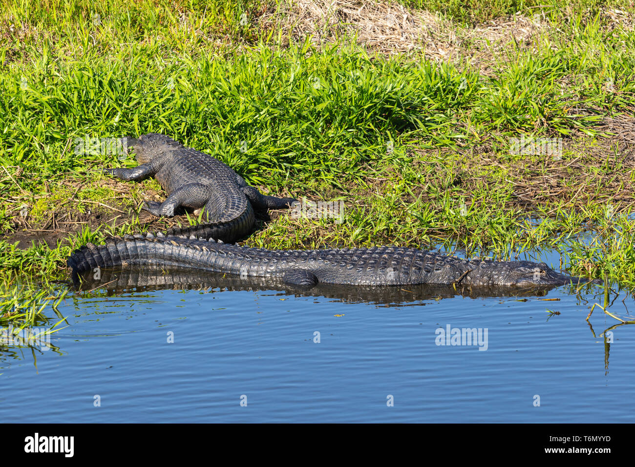 American Alligators (Alligator mississippiensis) bask in the sun in Kissimmee Prairie Preserve State Park in Florida. Stock Photo