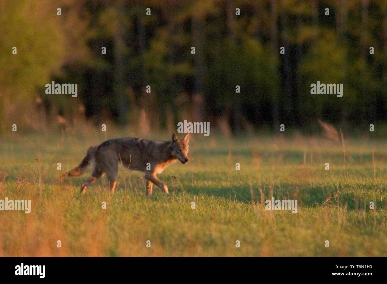 A Wolf on a Field Stock Photo