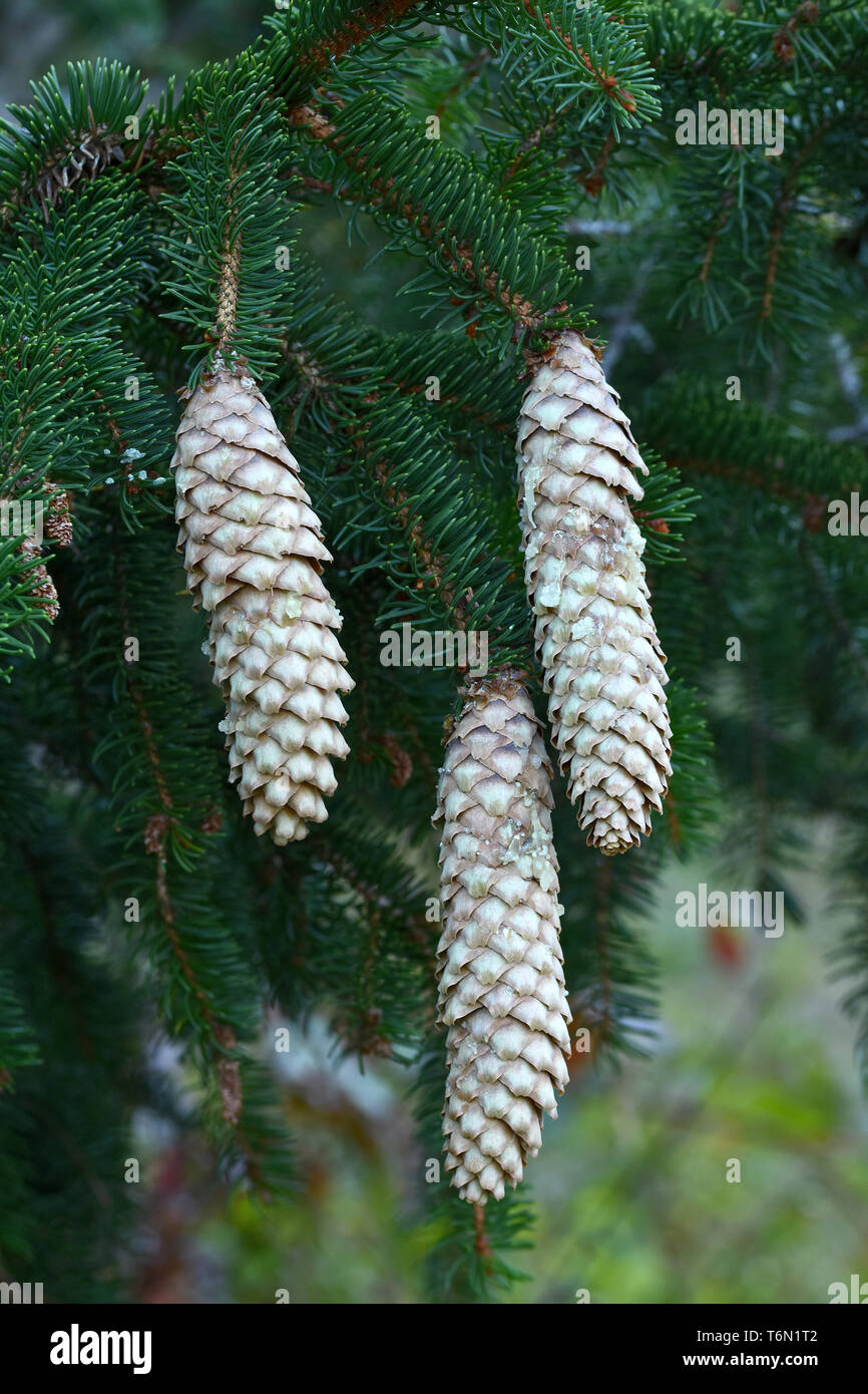 spruce, spruce cone Stock Photo