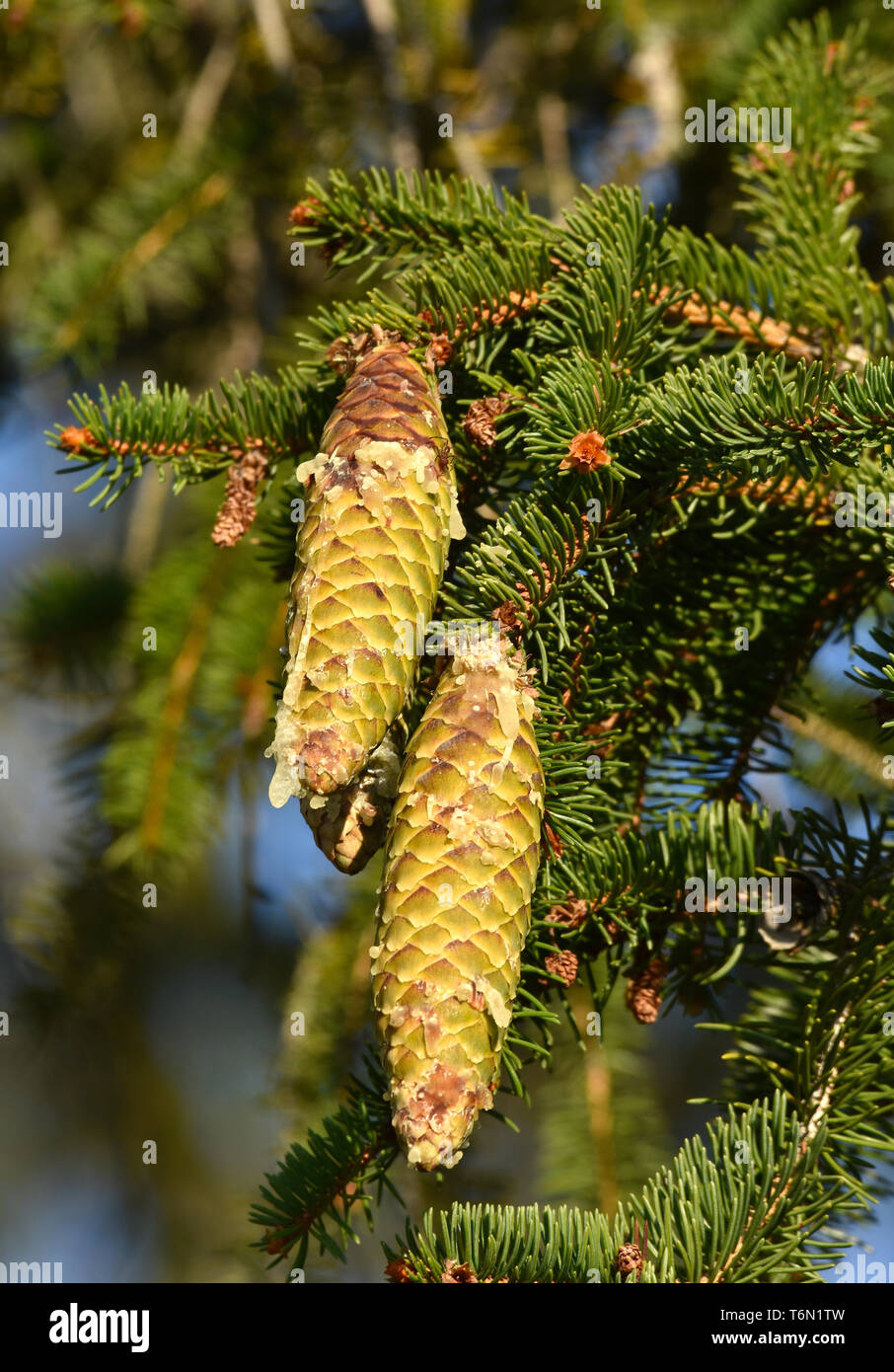 spruce, spruce cone Stock Photo