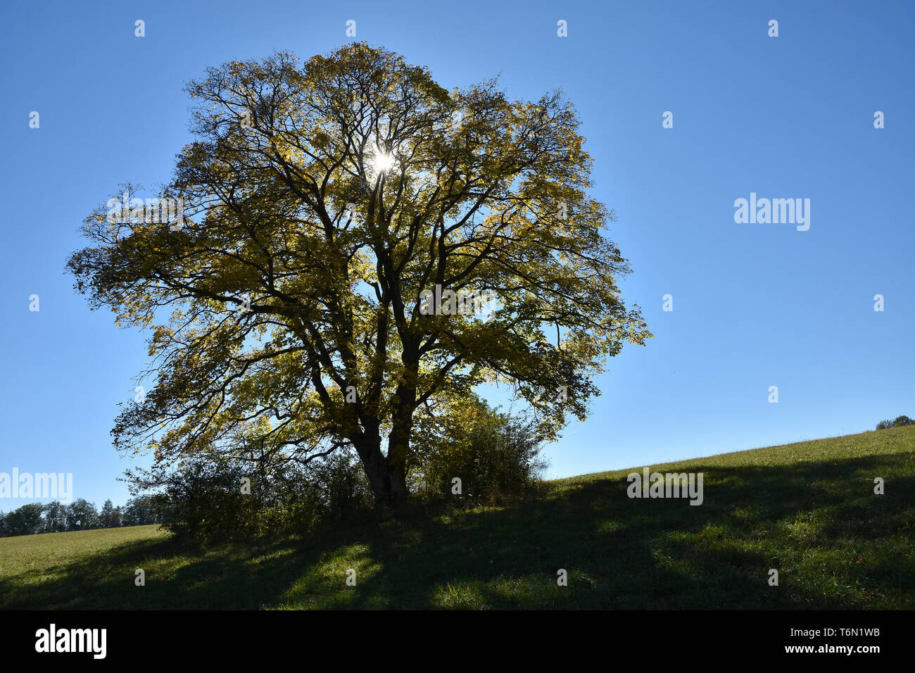 sycamore maple, plane maple, maple in backlight Stock Photo