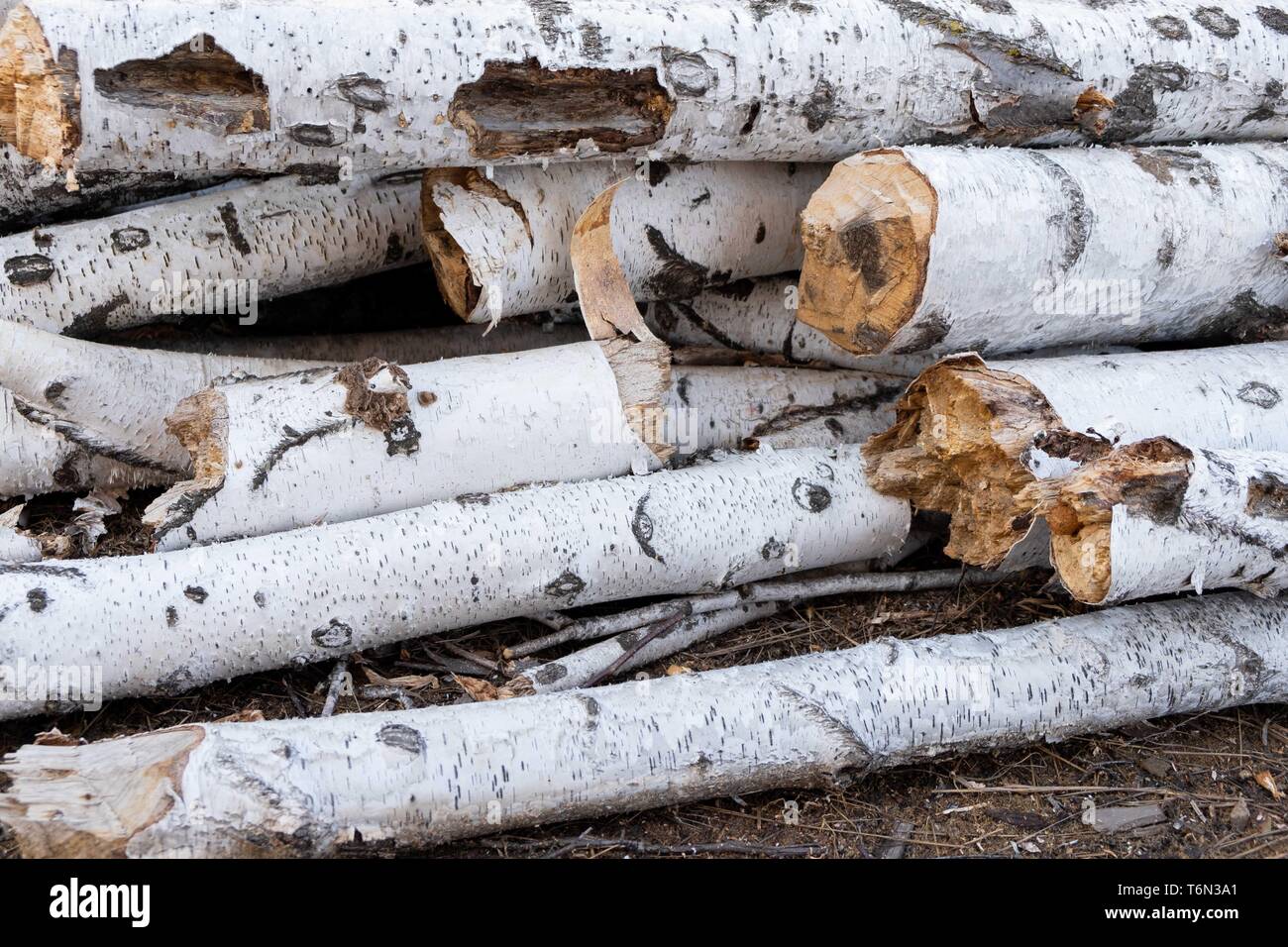 Birch logs lying on the ground. Top and side view. Stock Photo