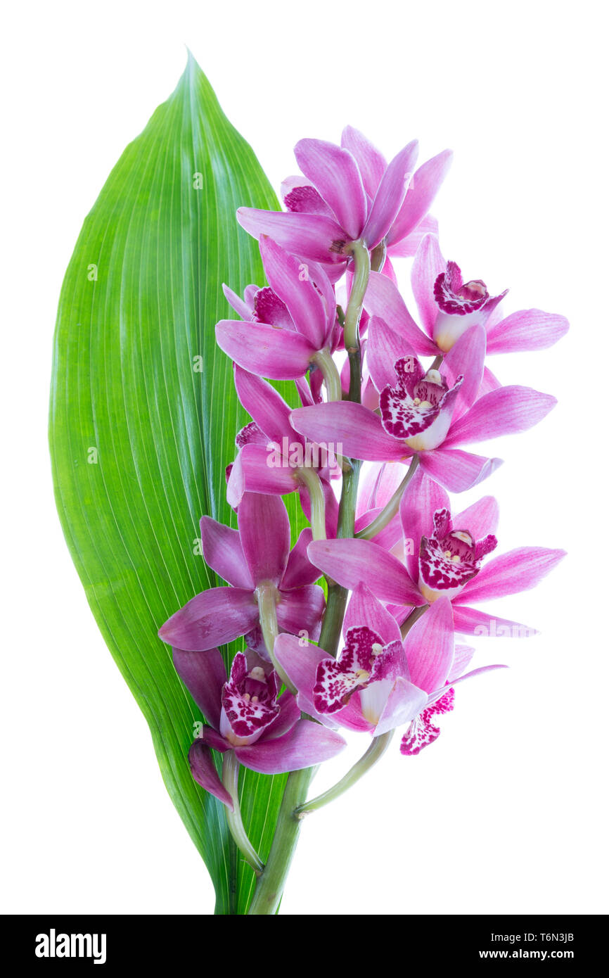 Purple cymbidium with green leave, isolated on white Stock Photo - Alamy