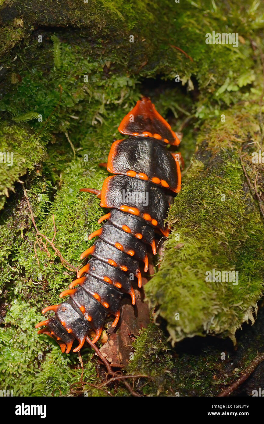 Female Trilobite Beetle Stock Photo