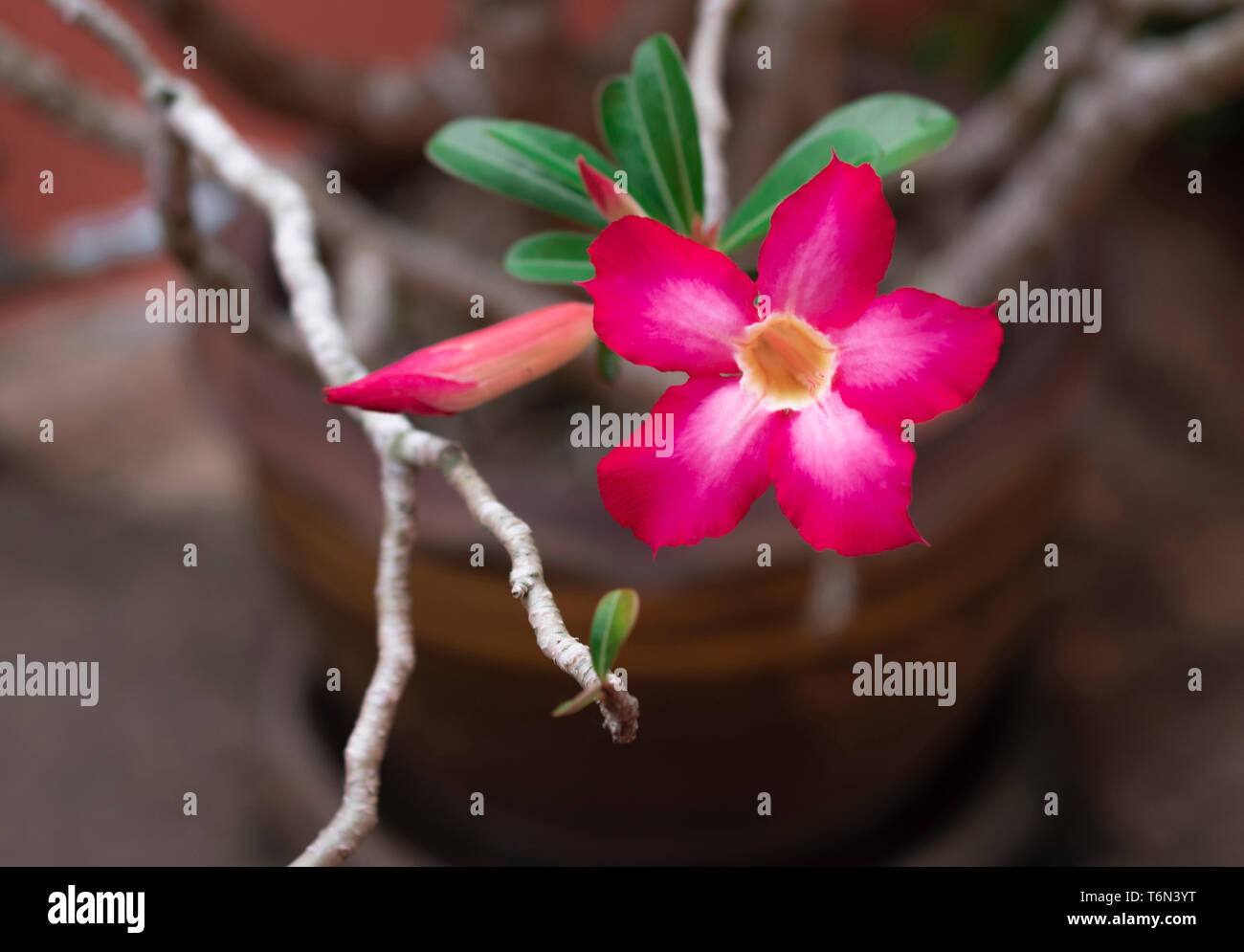 Pink bignonia flowers or Adenium flower or Adenium multiflorum on the tree and it is in the pot. Stock Photo