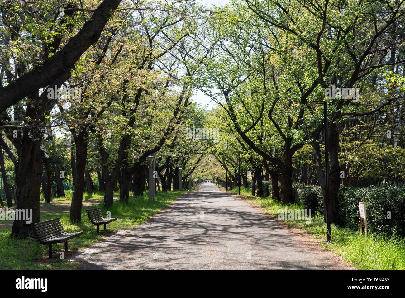 Tatsumi no Mori Green Park, Koto-Ku, Tokyo, Japan Stock Photo