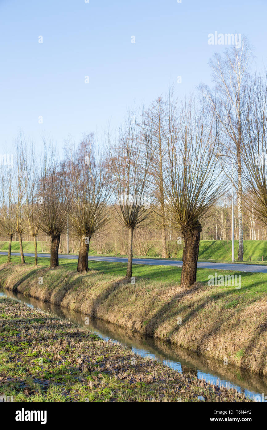 Pollard willows along a ditch and road Stock Photo Alamy