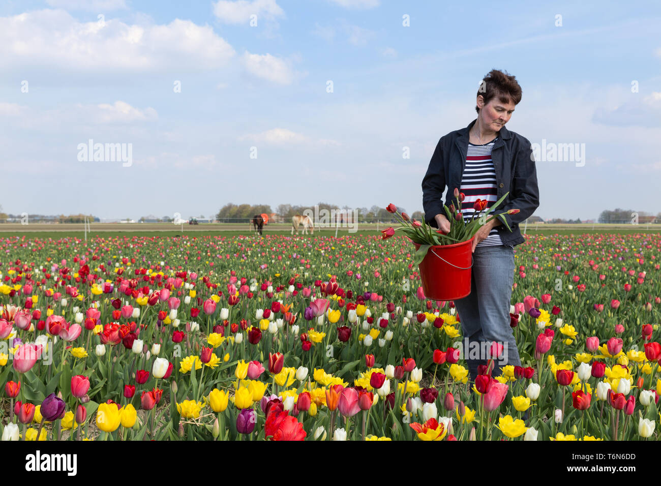 Woman  plucking flowers in Dutch tulips field Stock Photo