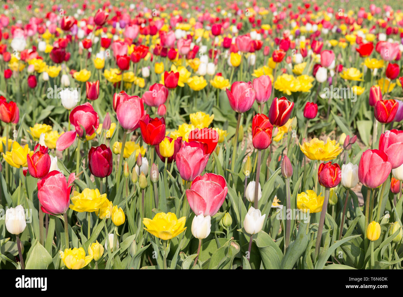 Field of beautiful colorful tulips in the Netherlands Stock Photo - Alamy