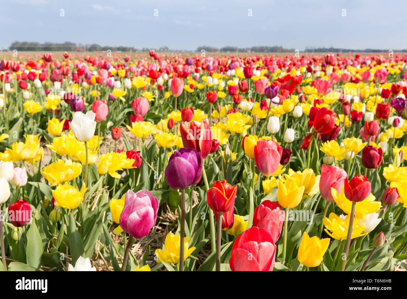 Field of beautiful colorful tulips in the Netherlands Stock Photo - Alamy