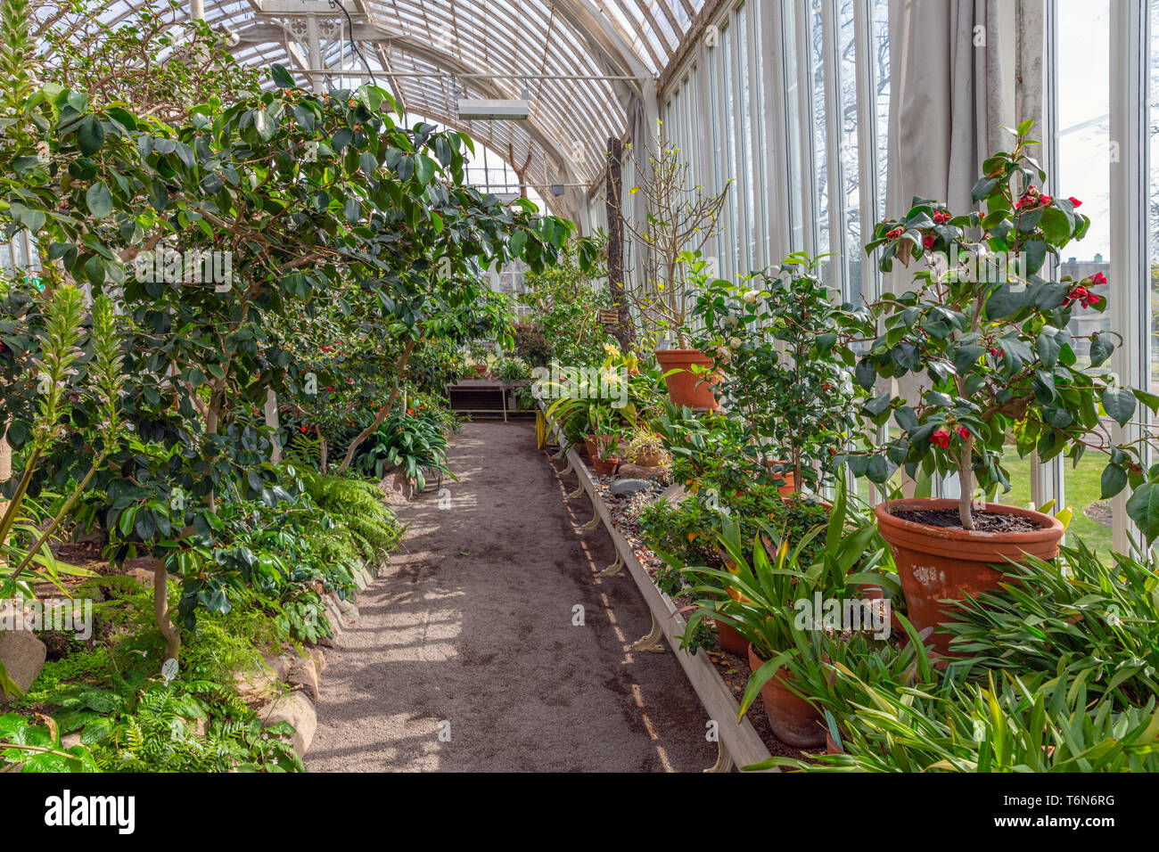 Tropical greenhouse with plants and cactuses Stock Photo