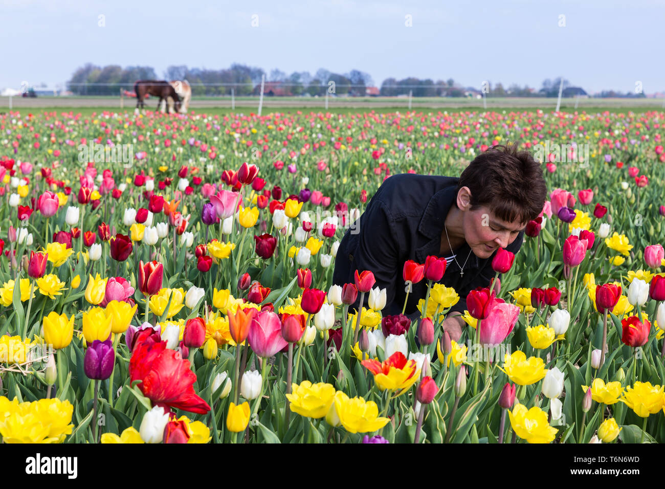 Woman smelling flowers in a Dutch tulip field Stock Photo