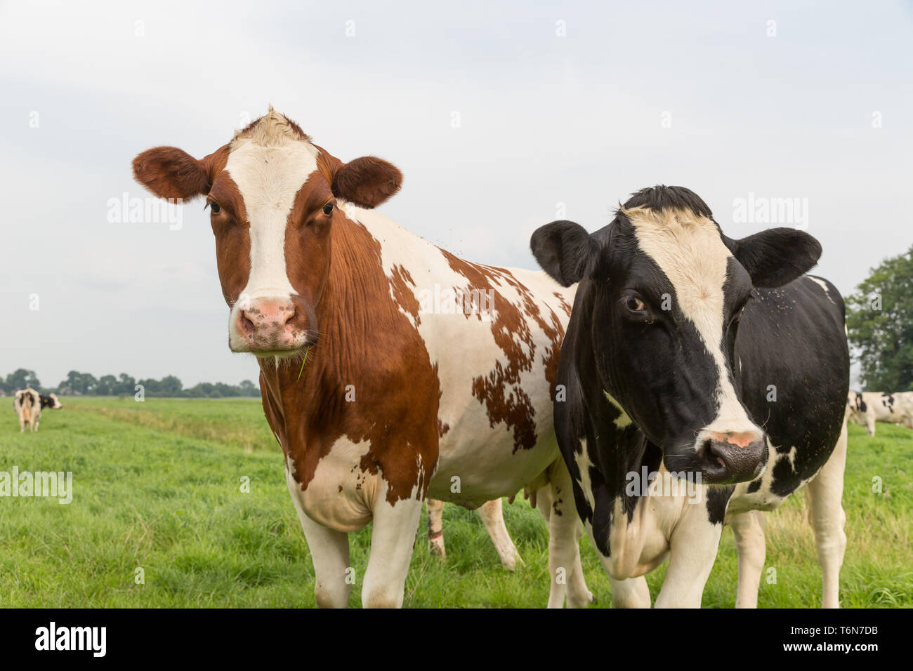 Curious cows in Dutch pasture Stock Photo