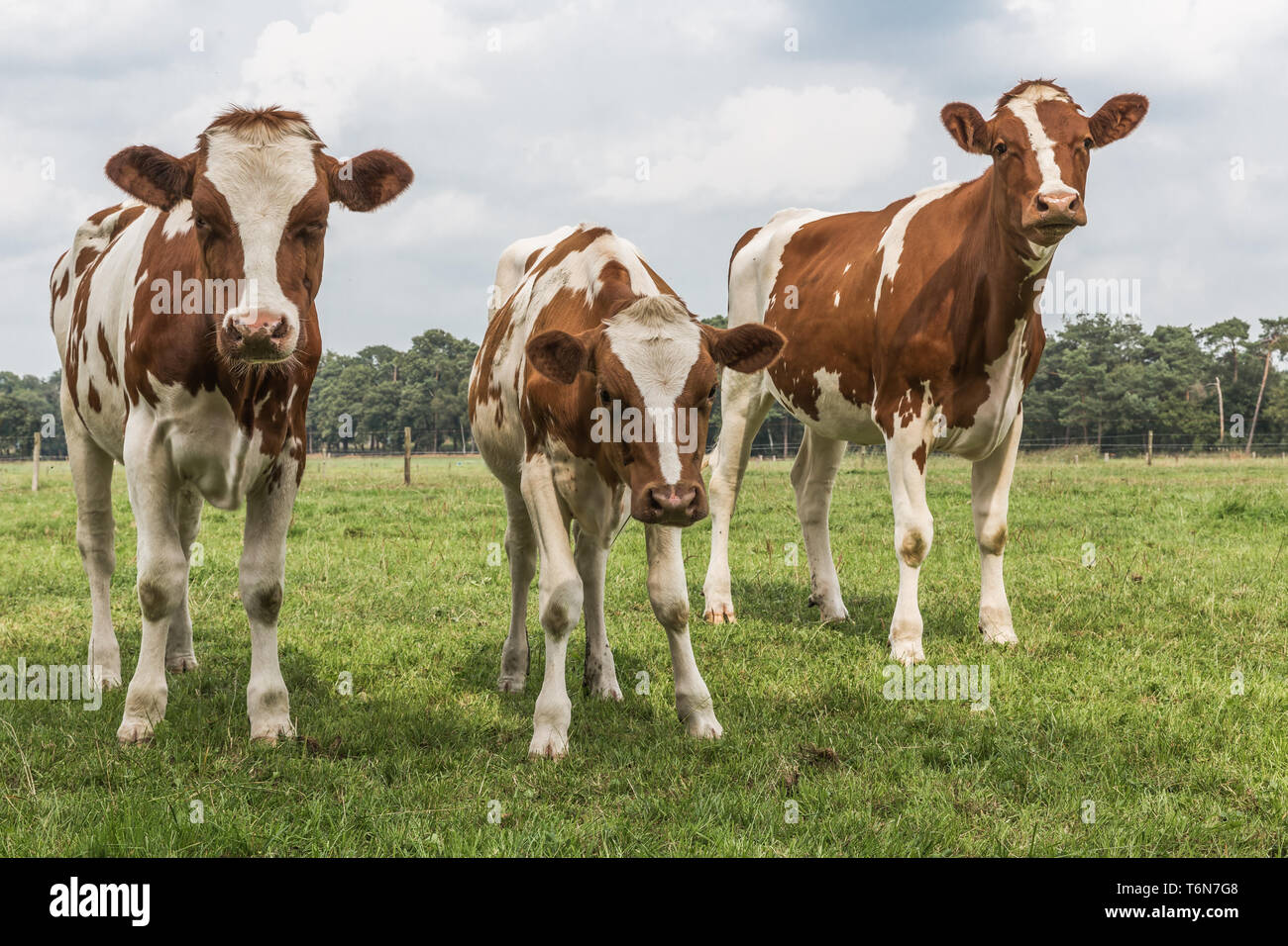 Curious cows in Dutch pasture Stock Photo