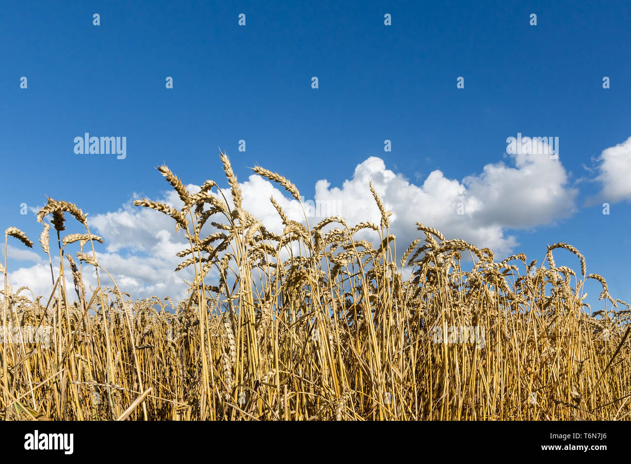 Golden, ripe wheat against blue sky background. Stock Photo