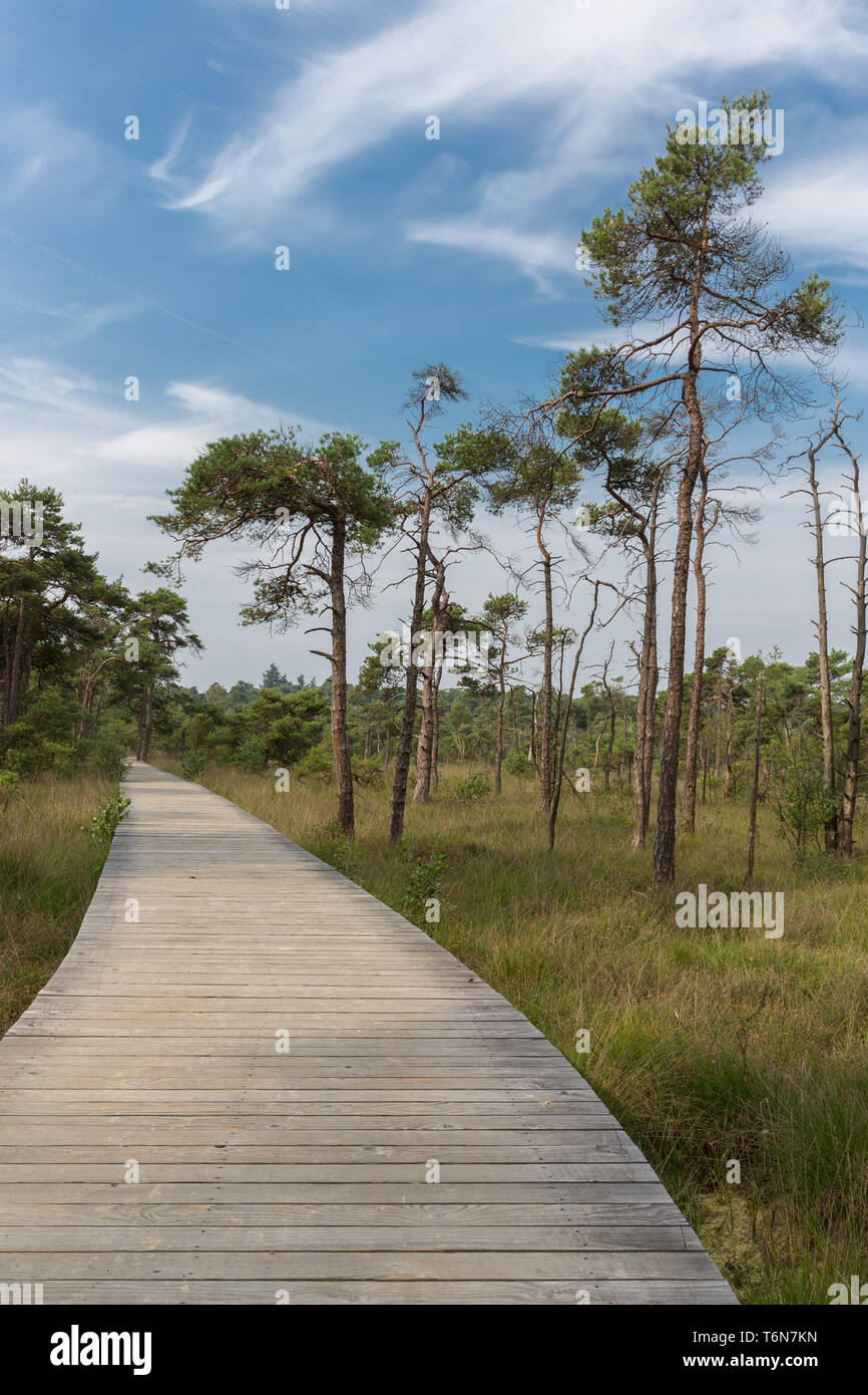 Pathway of trees hi-res stock photography and images - Alamy