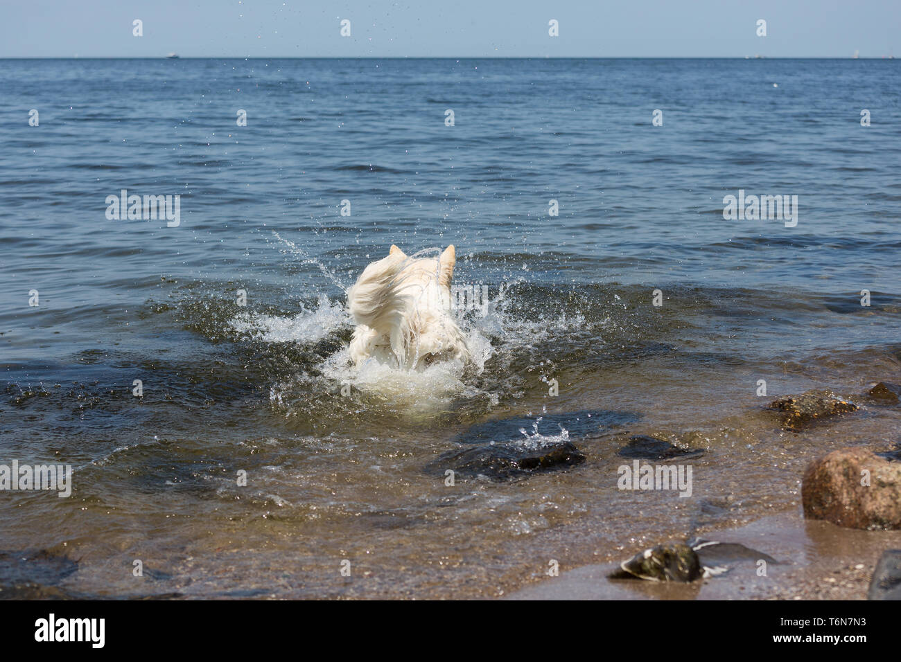 White swiss shepherd runs into the water Stock Photo