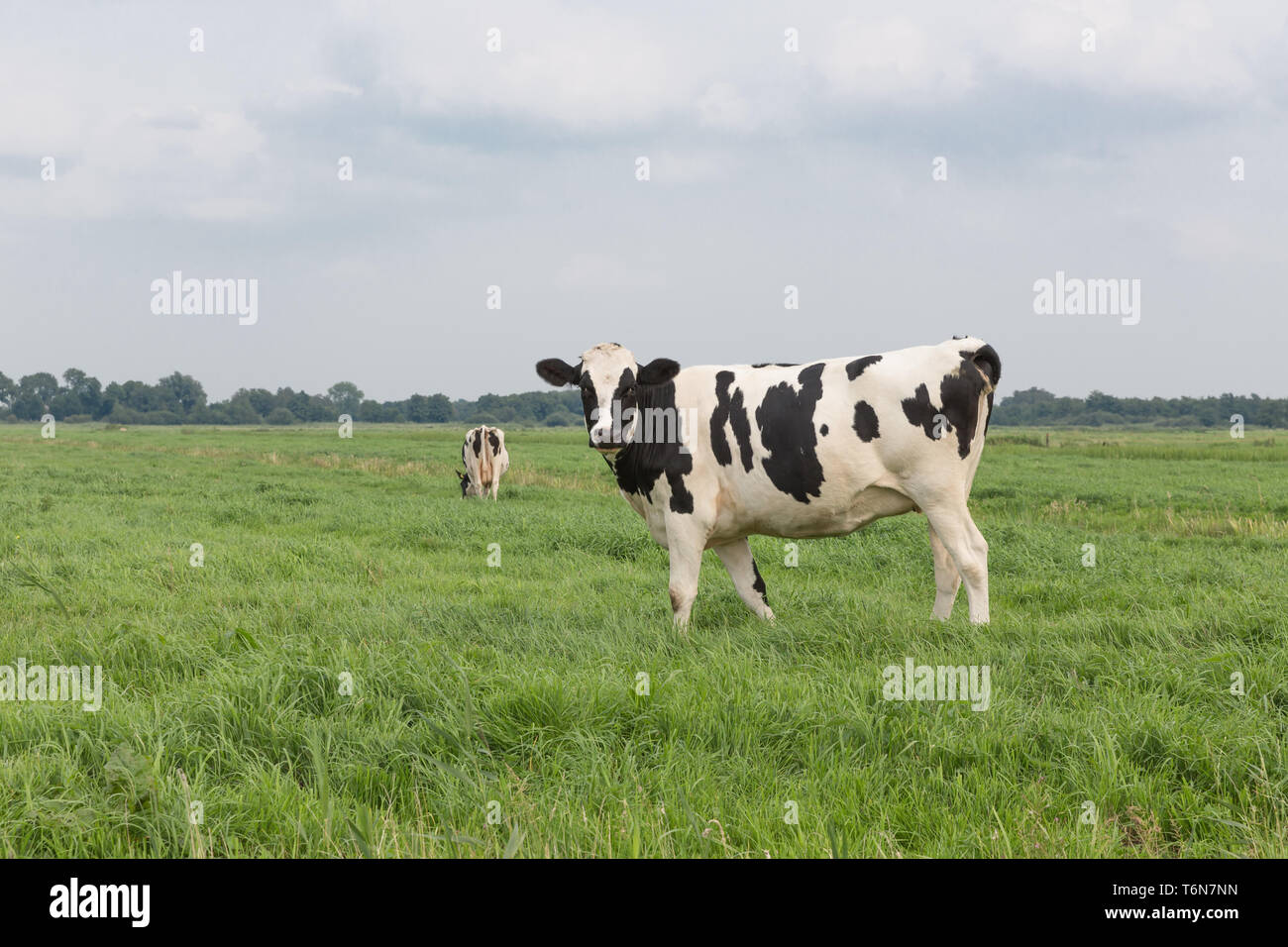 Farmland with black and white cow, the Netherlands Stock Photo