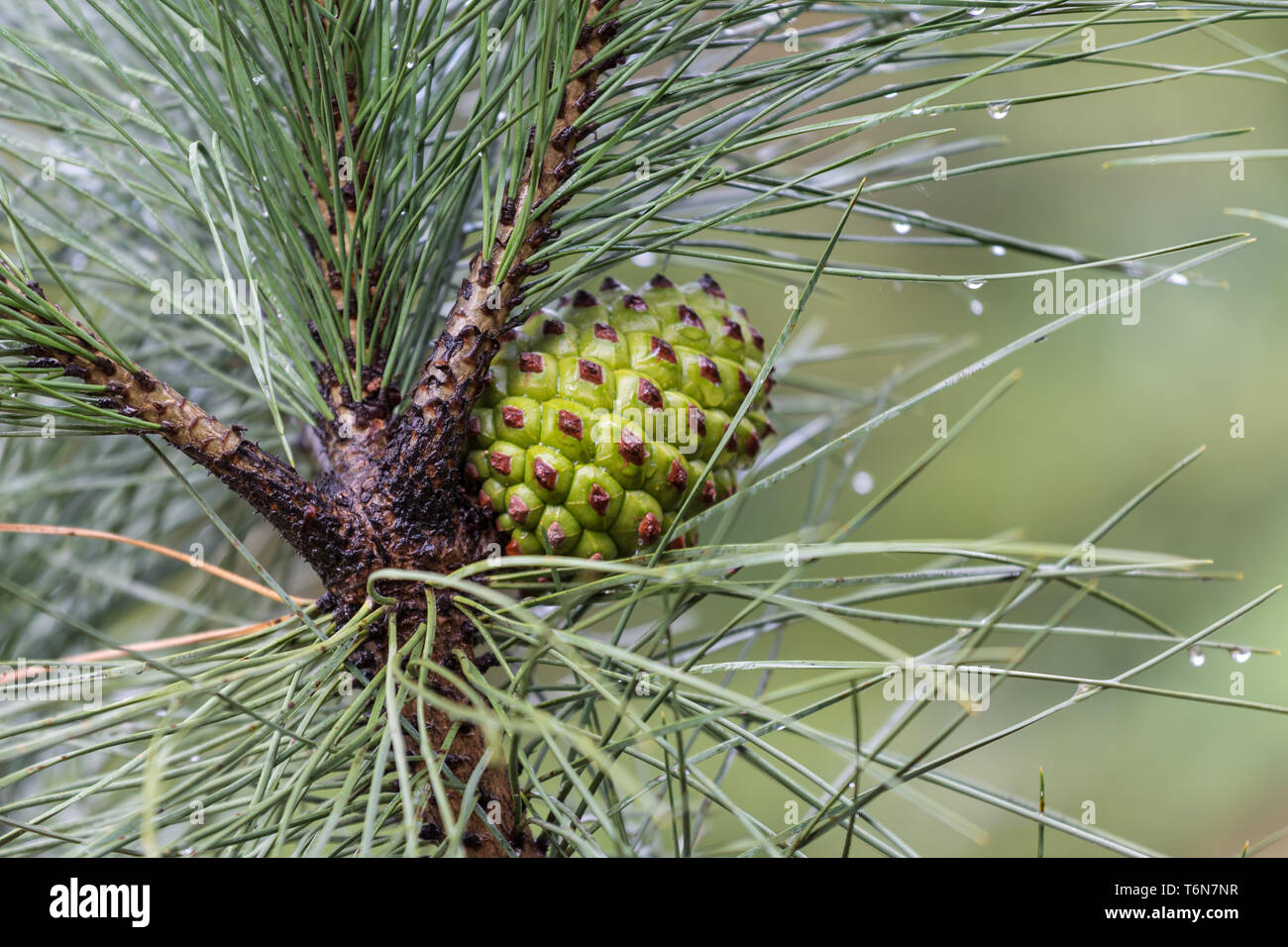 Pine tree with pine cone after a rain shower Stock Photo - Alamy