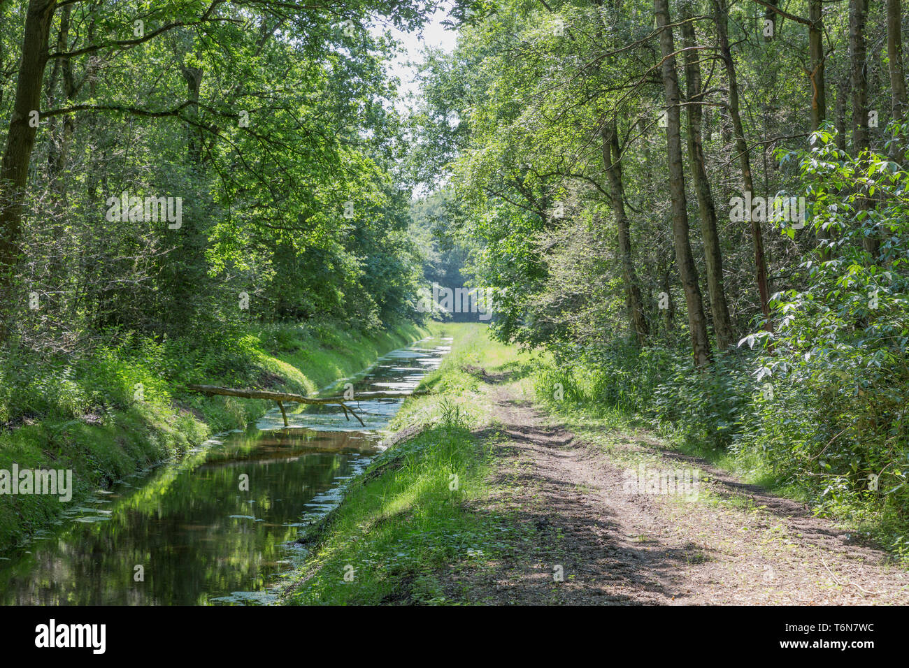 Dutch forest trail and ditch with sunlight through the trees Stock Photo