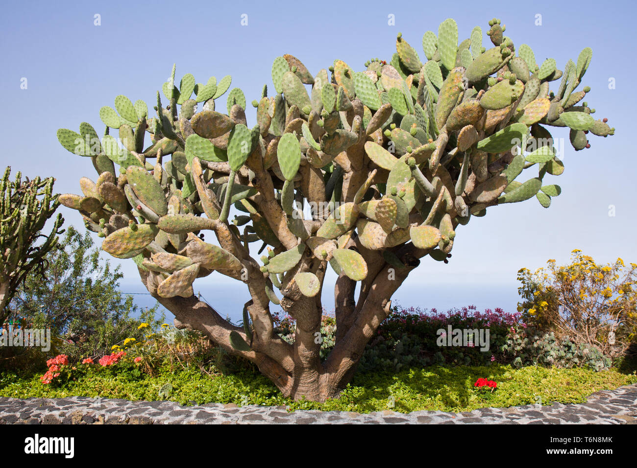 dracaena arborea 7-10FT Dracaena 'Arborea' Single Stalk  Dahing Plants