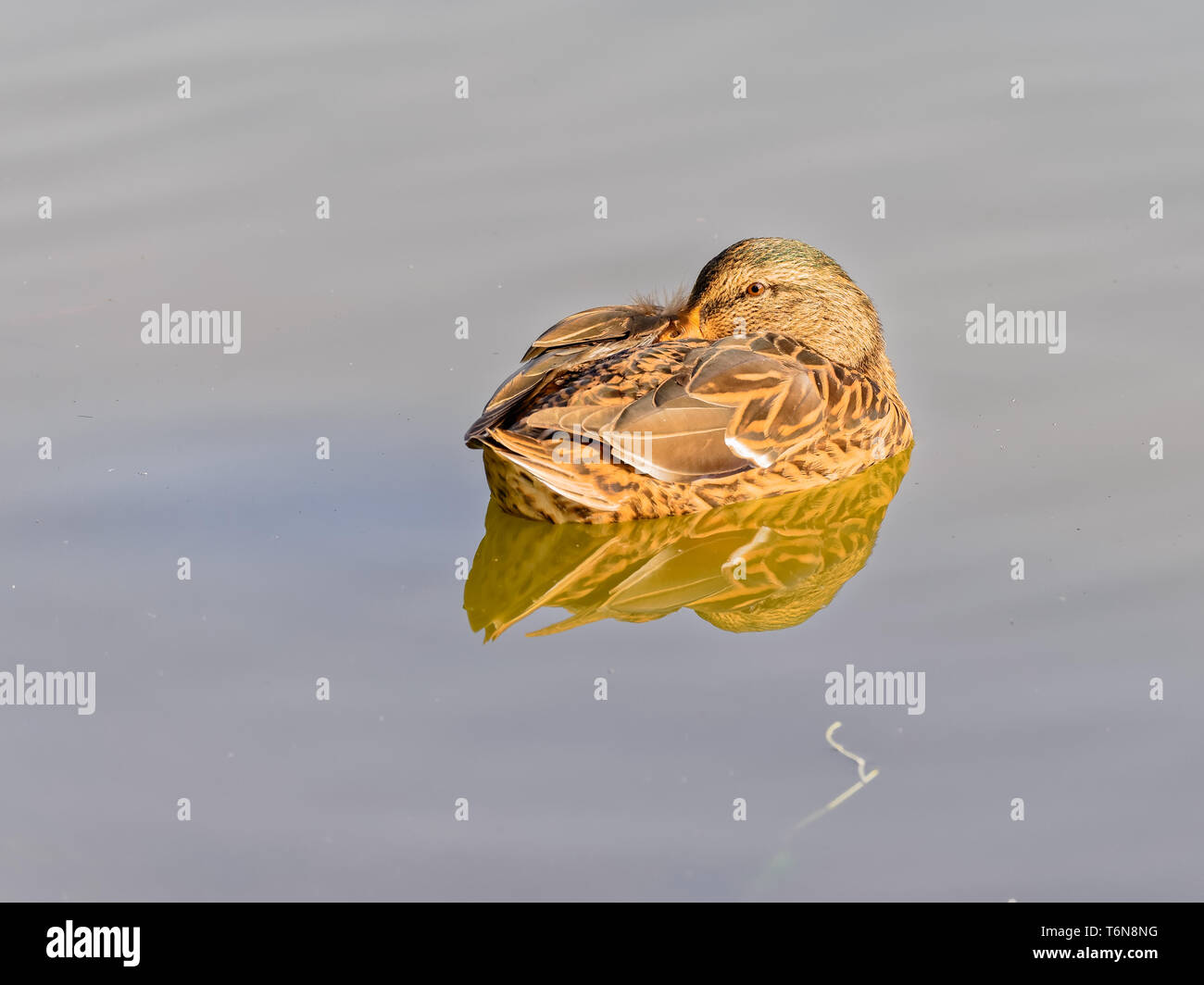 Sleeping duck hires stock photography and images Alamy