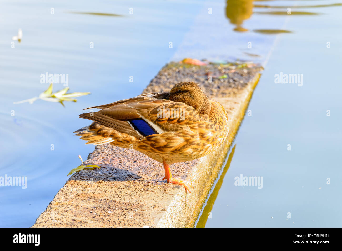 Sleeping duck hires stock photography and images Alamy