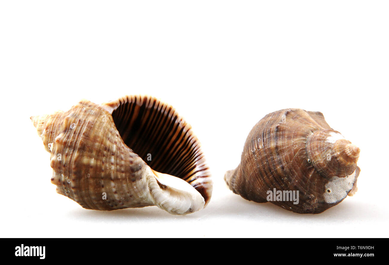 Rapana isolated on white background Stock Photo - Alamy