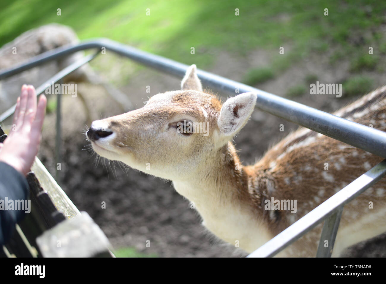Deer is looking at the food behind the fence Stock Photo