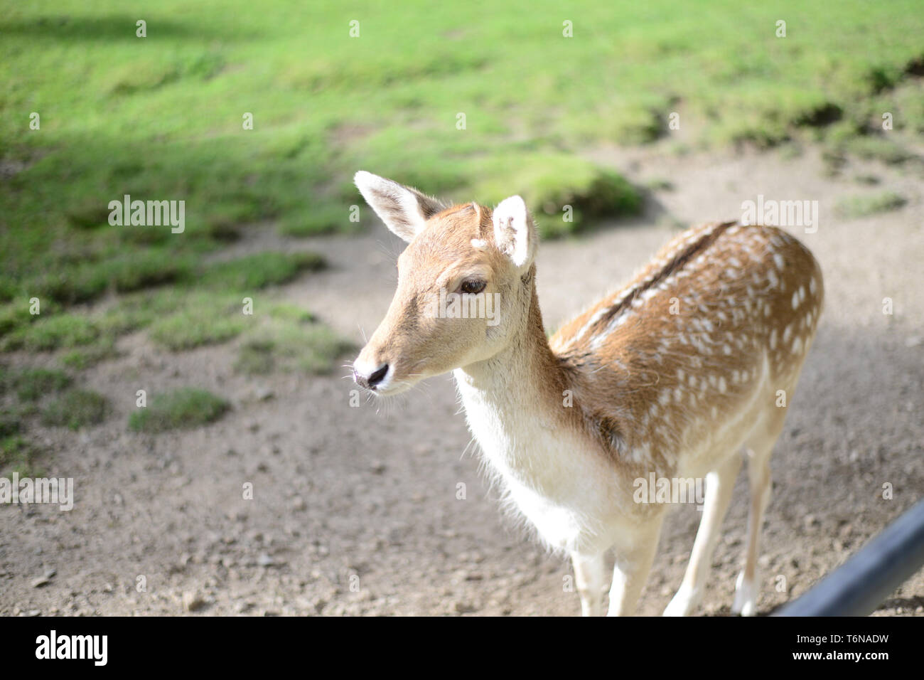 young deer is waiting for food Stock Photo
