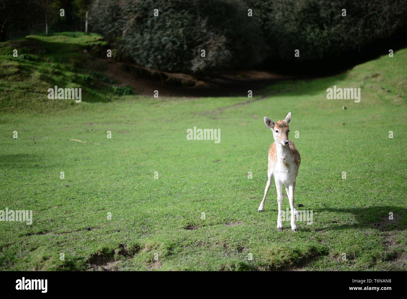 Deer is looking at the camera from a distant Stock Photo