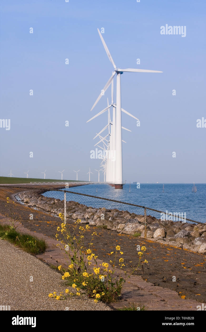Colonade of windmills, with a blooming wallflower in front Stock Photo