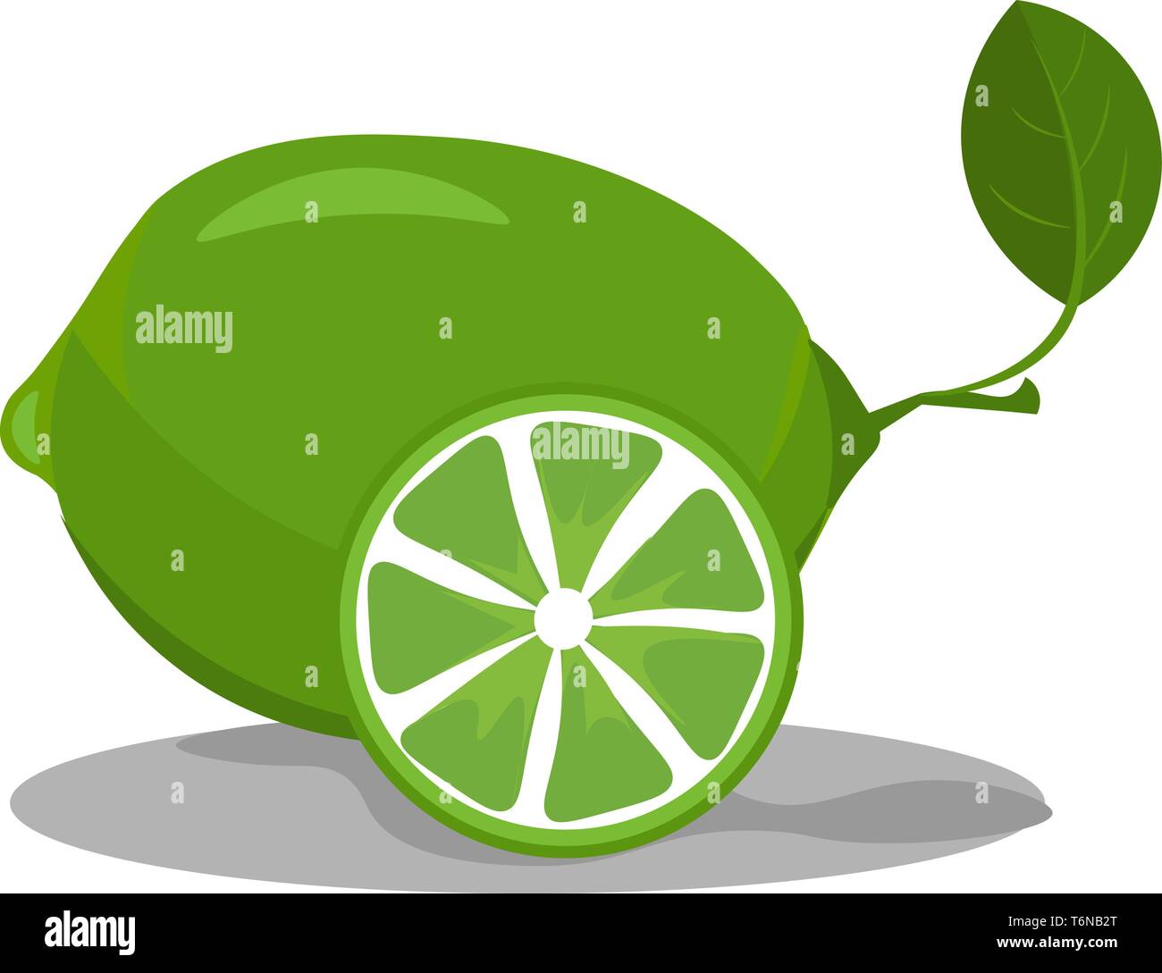 Lime in green color which is not ripe vector color drawing or