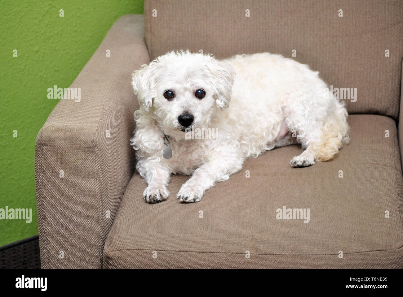 Bichon Laying in a Chair Stock Photo
