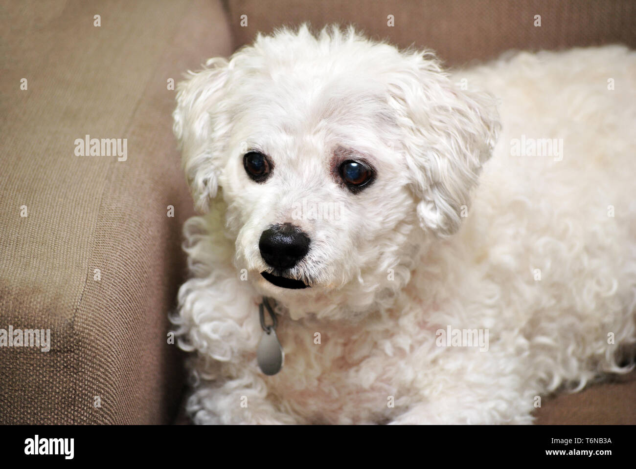 Bichon Laying in a Chair Stock Photo