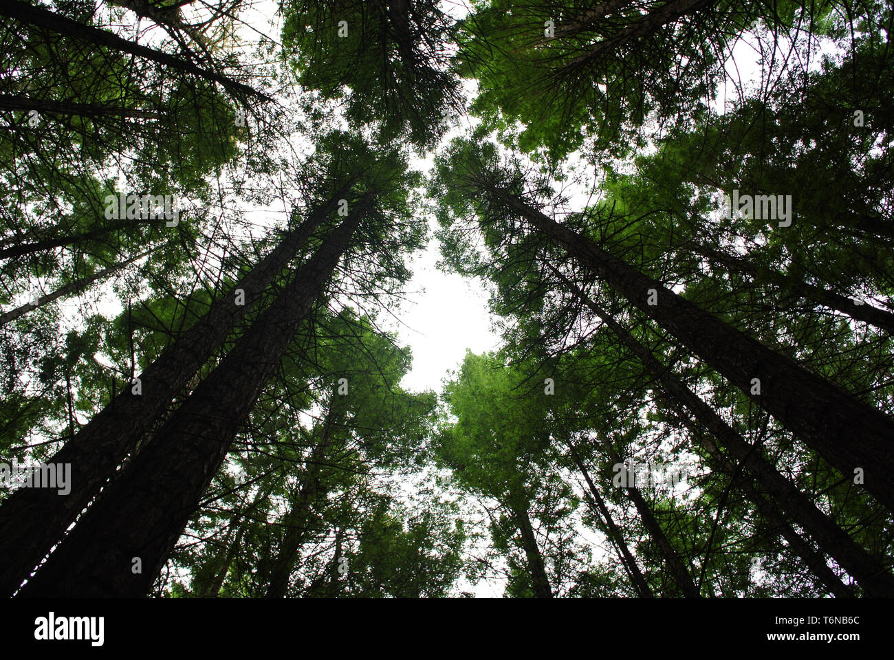 Massive trees looking into the canopy hi-res stock photography and ...