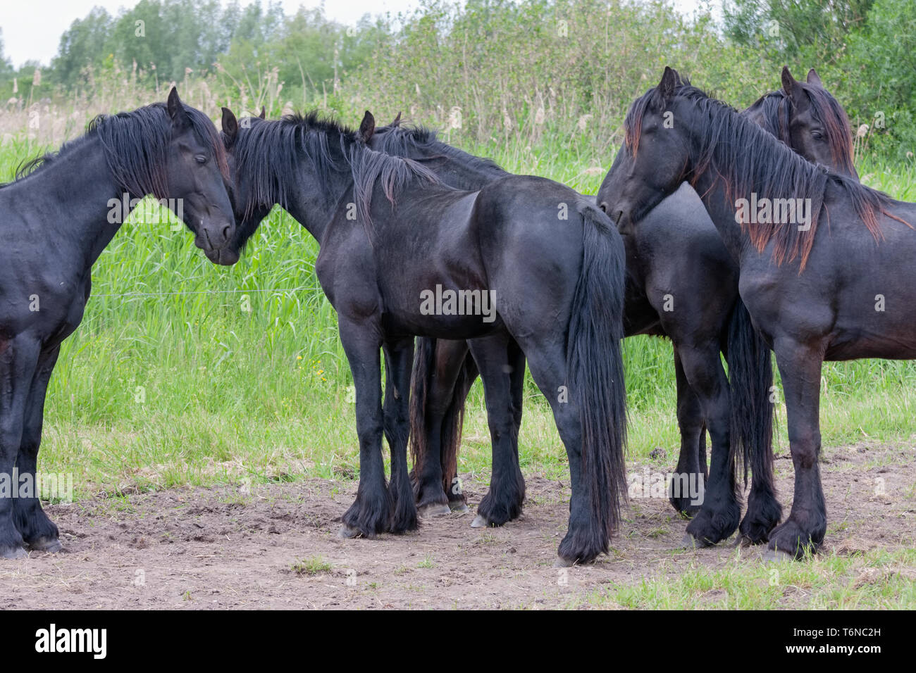 Five beautiful black horses, standing together in the meadow Stock Photo