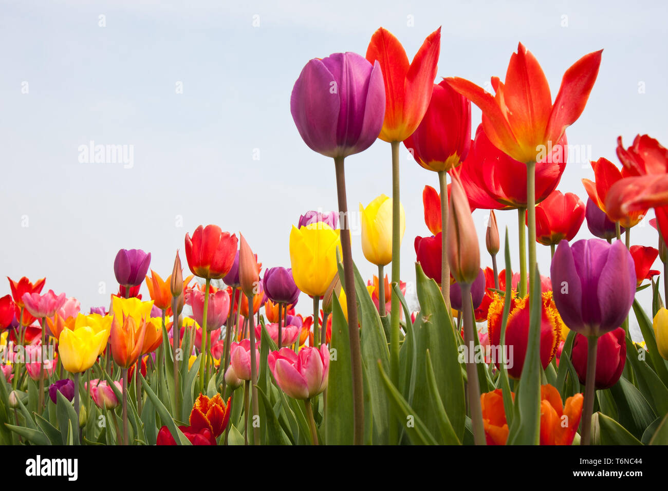 Coloured flowers hi-res stock photography and images - Alamy