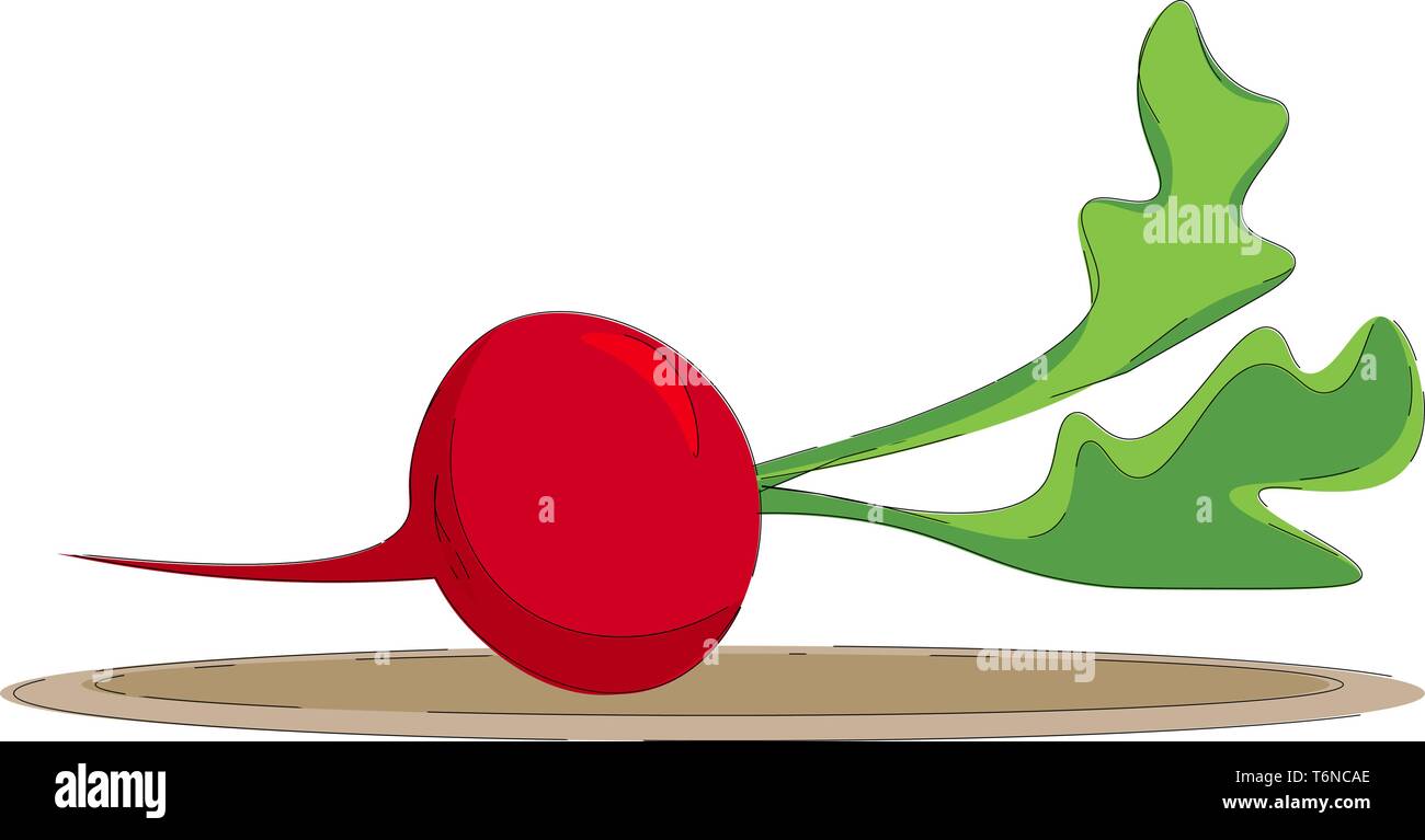 A small red radish with long green leaves vector color drawing or