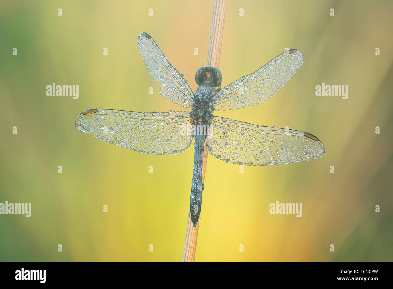 A dew-covered male Little Blue Dragonlet (Erythrodiplax minuscula) waits for the sun to heat up wings in the early morning. Stock Photo