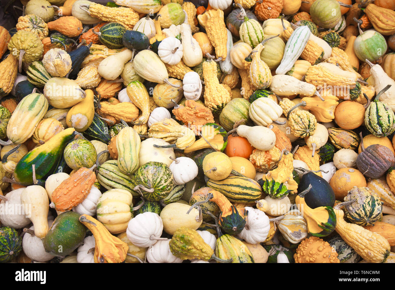 Coloured pumpkins at a market, ready to sell Stock Photo Alamy