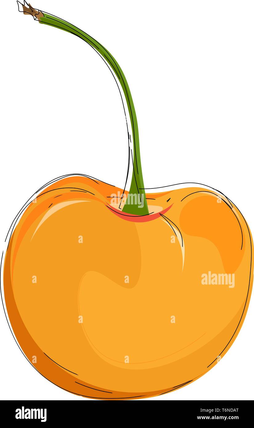 A tasty and delicious yellow cherry with its stem vector color drawing